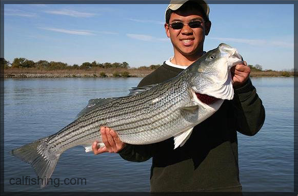Wes Hamasaki - big striped bass