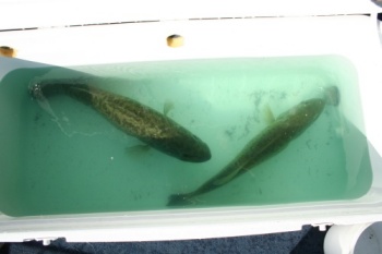 100qt cooler rigged as a bass livewell